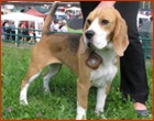 Beagle - Hodowla Raining Dog
