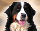 Berneński pies - Zagroda Zachodnich Wiatrów