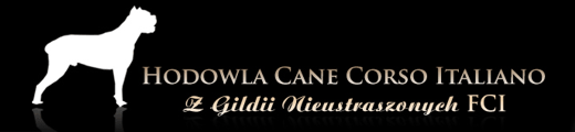 Cane corso - Hodowla z Gildii Nieustraszonych FCI
