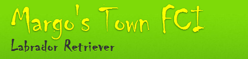 Labrador retriever - Hodowla Margo's Town FCI