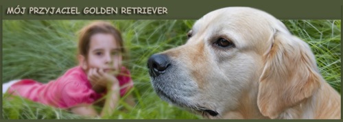 Hodowla golden retriever Z Tarninowego Wzgórza FCI